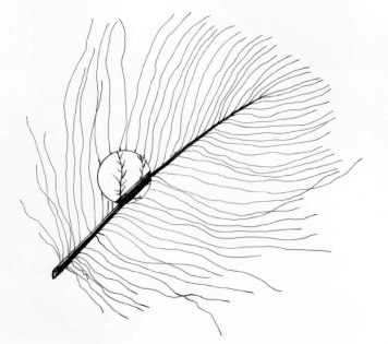 356x315 Tying With Cdc Global Flyfisher Dutch Hans Weilenmann Tells