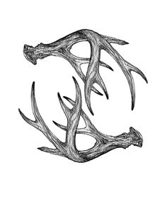 236x305 Deer Antler Sketch