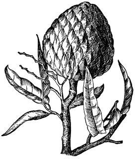 272x320 Annona Reticulata Clipart Etc