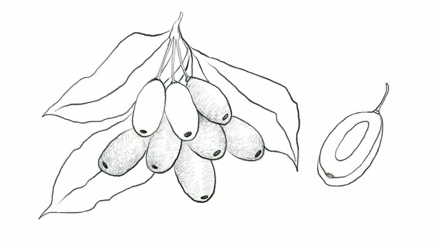 852x480 Tropical Fruit, Motion Clip Illustration Hand Drawn Sketch