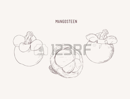 450x342 Vector Seamless Pattern With Cherimoya Fruit , Custard Apple