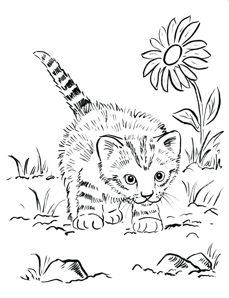 760x985 Custom Coloring Pages Personalized Coloring Pages Free Kitten