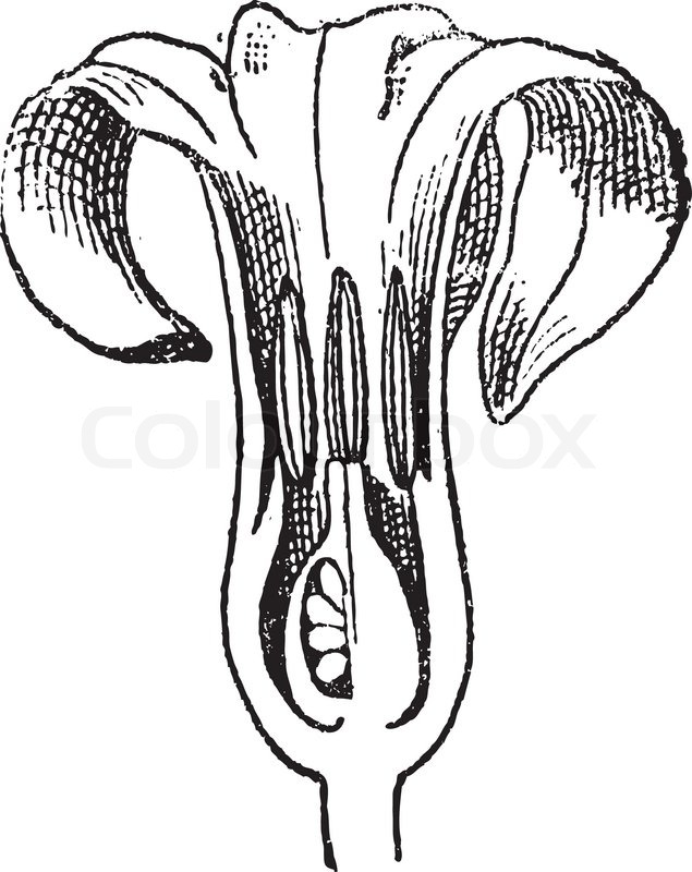 635x800 Hyacinth, Flower Cut Vertically, Vintage Engraving Stock Vector