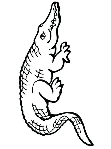 360x480 This Is Alligator Coloring Pages Pictures Cute Alligator Coloring