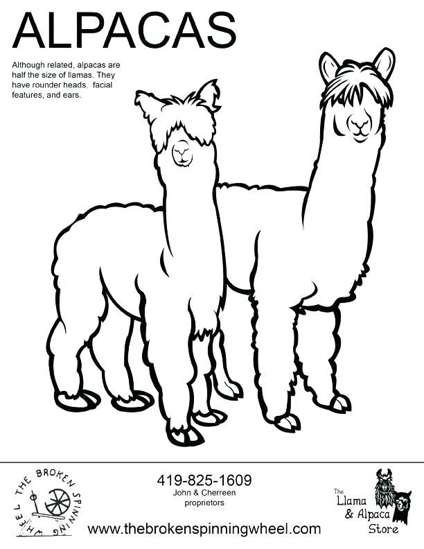 612x792 Alpaca Coloring Pages