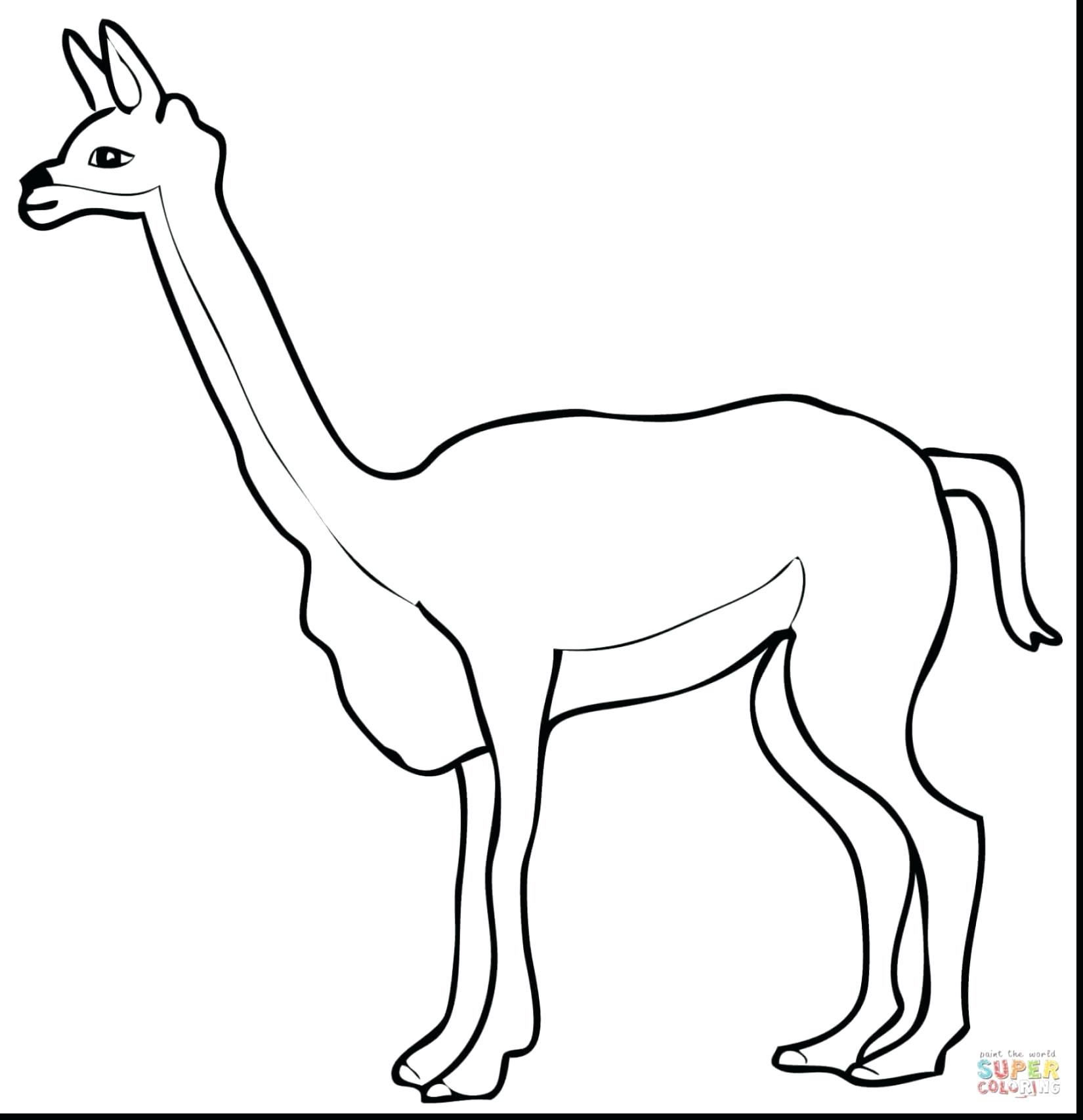 1650x1707 Coloring Llama Coloring Page Click The Cute Alpaca Pages. Llama