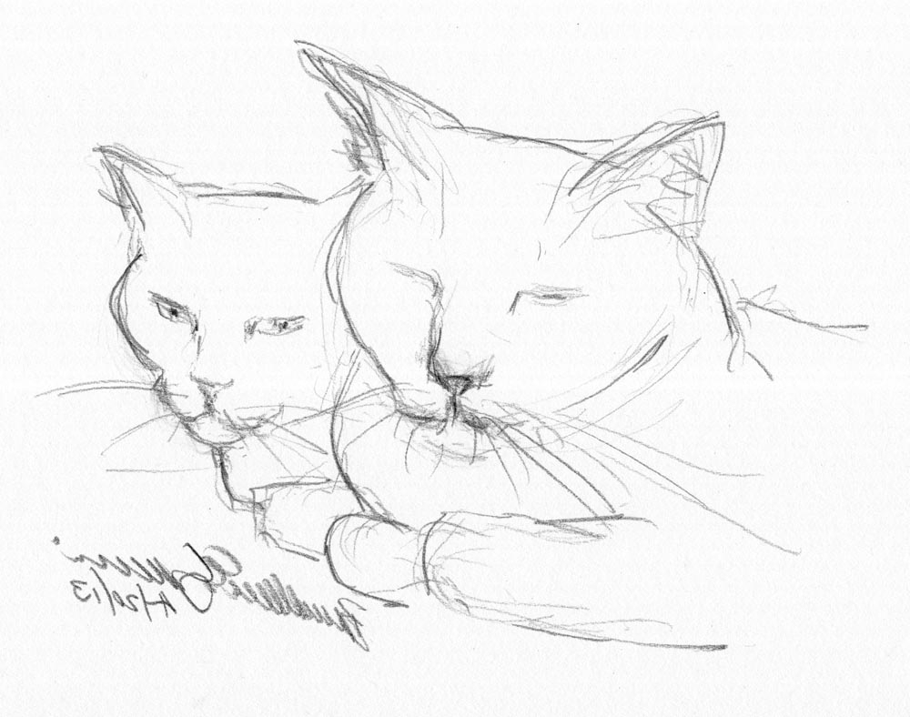 1000x788 Cute Animal Drawings In Pencil