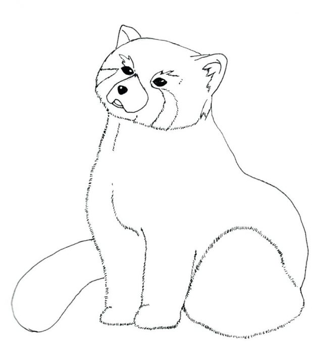 618x708 Red Panda Coloring Page Kung Fu Pages Tai Lung Cute Baby Bear Baby