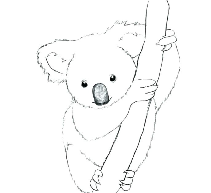 687x630 Cheap Koala Coloring Pages Online Baby Bear Medium Size Of Cute