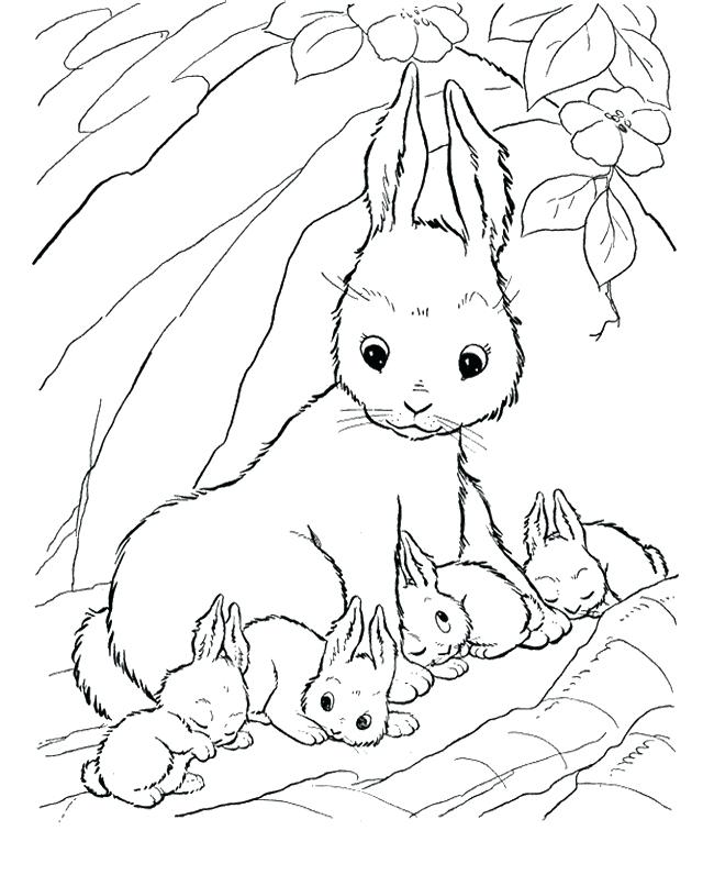 650x796 Baby Bunnies Coloring Pages 3369