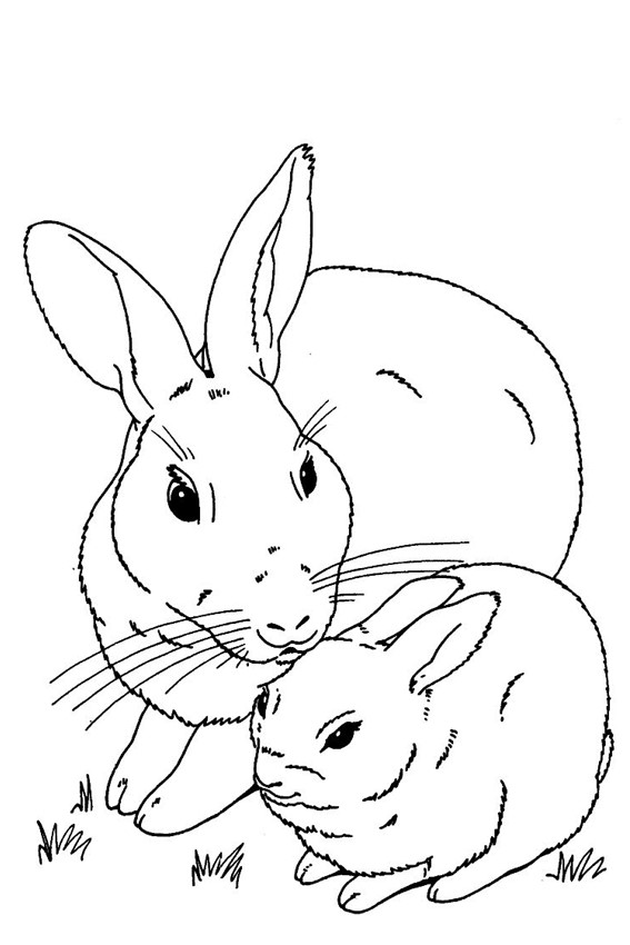 567x850 Baby Bunny Rabbit Coloring Pages