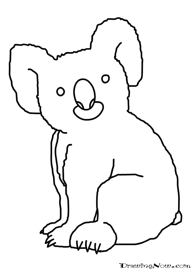650x900 Best Photos Of Babies Koala Bear Sketch
