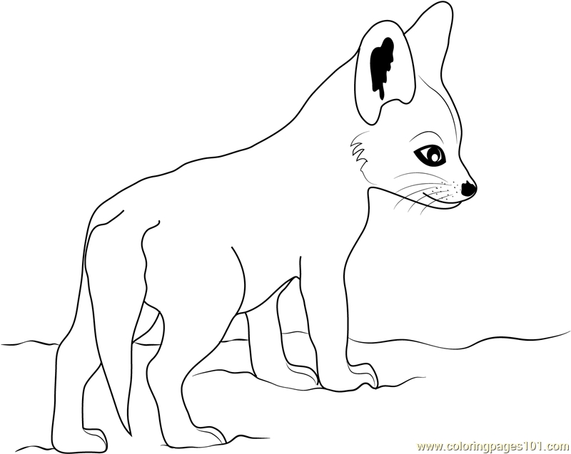 800x637 Baby Fox Coloring Page