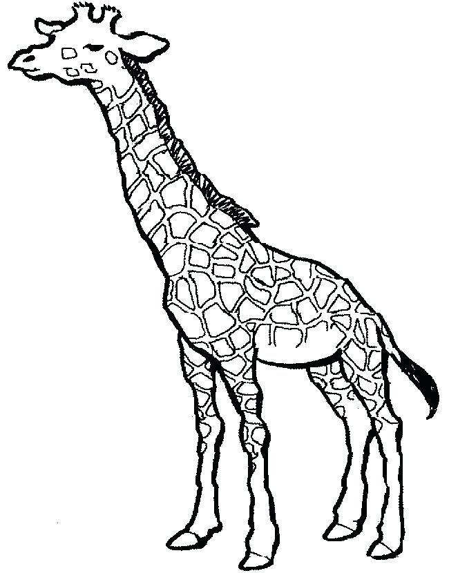 650x830 Cute Giraffe Coloring Pages High Cute Giraffe Coloring Pages Cute