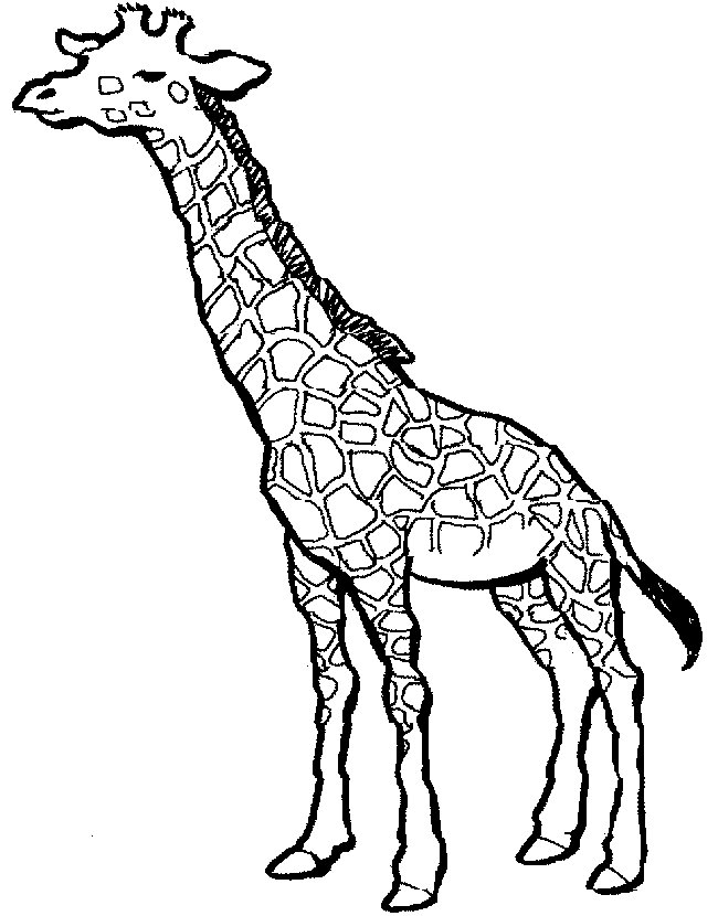 650x830 High Cute Giraffe Coloring Pages 30541,