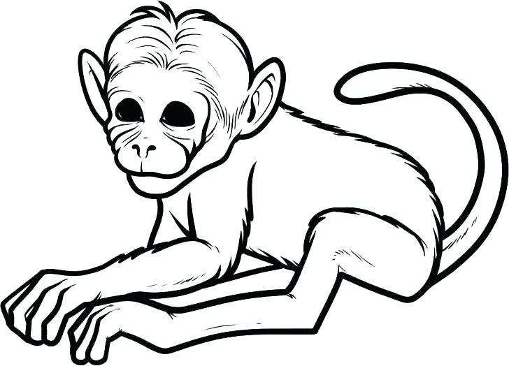 728x524 Awesome Cute Monkey Coloring Pages Best Of Baby Monkeys Printable