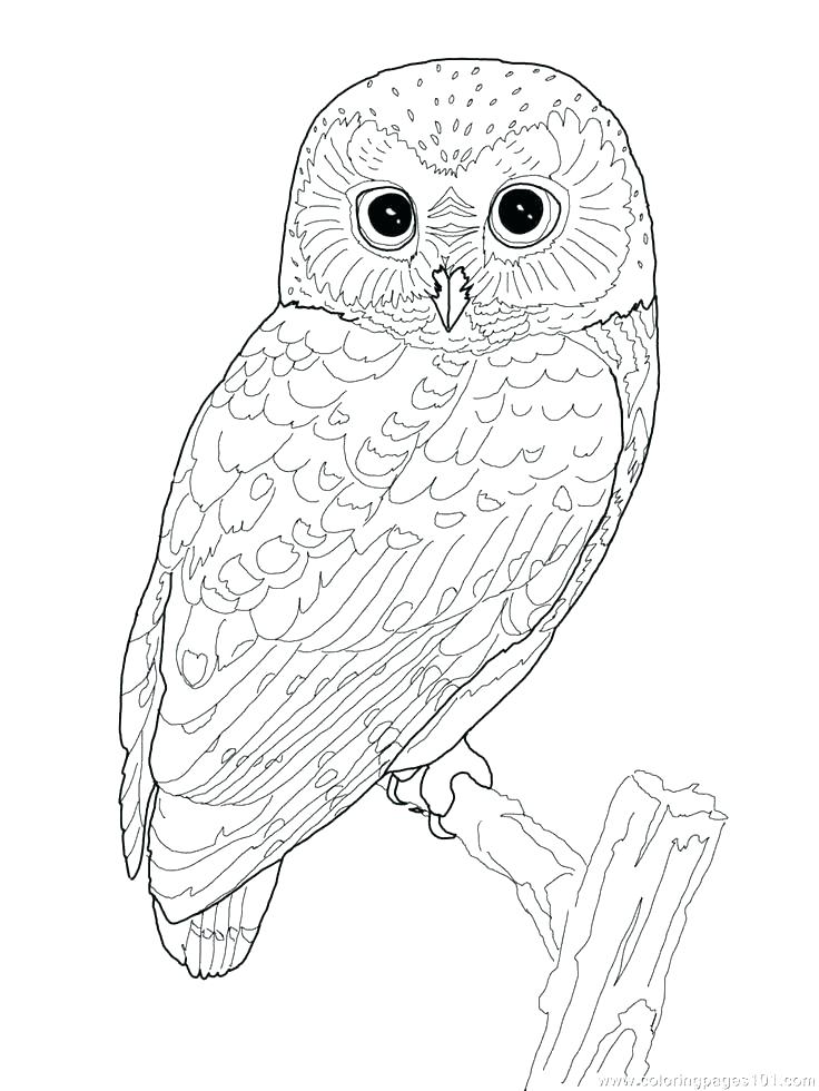 736x980 Barn Owl Coloring Page