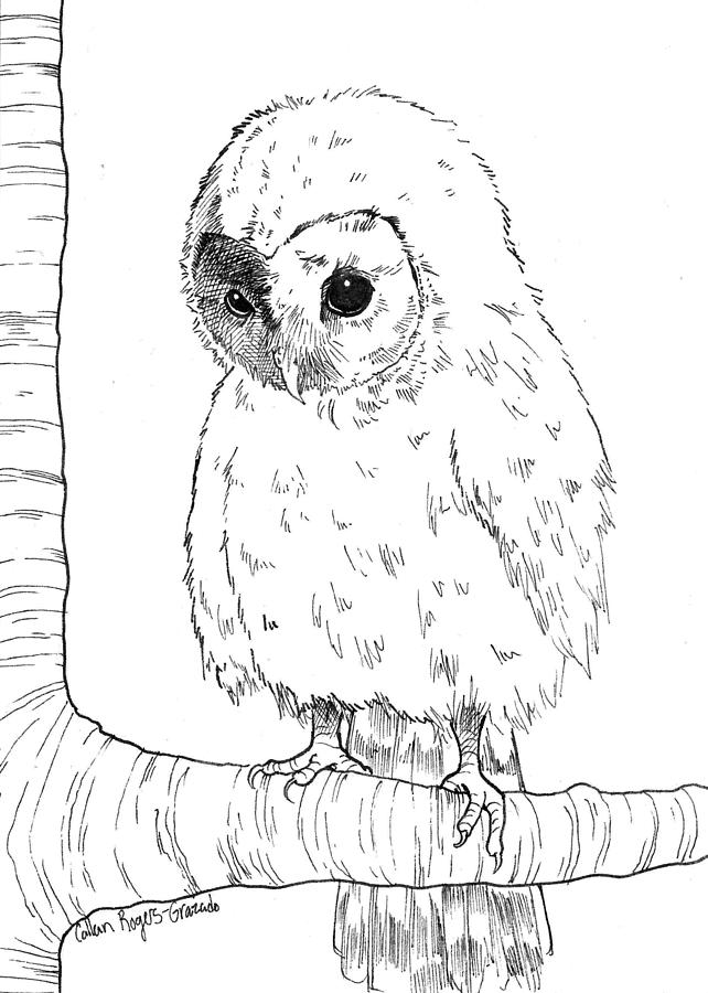 642x900 Baby Owl Drawing Baby Owl Sketches