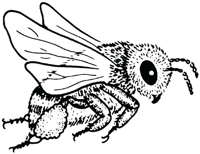 684x525 Bee Pictures To Color Coloring Pages Draw A Bee Free Cute Bumble