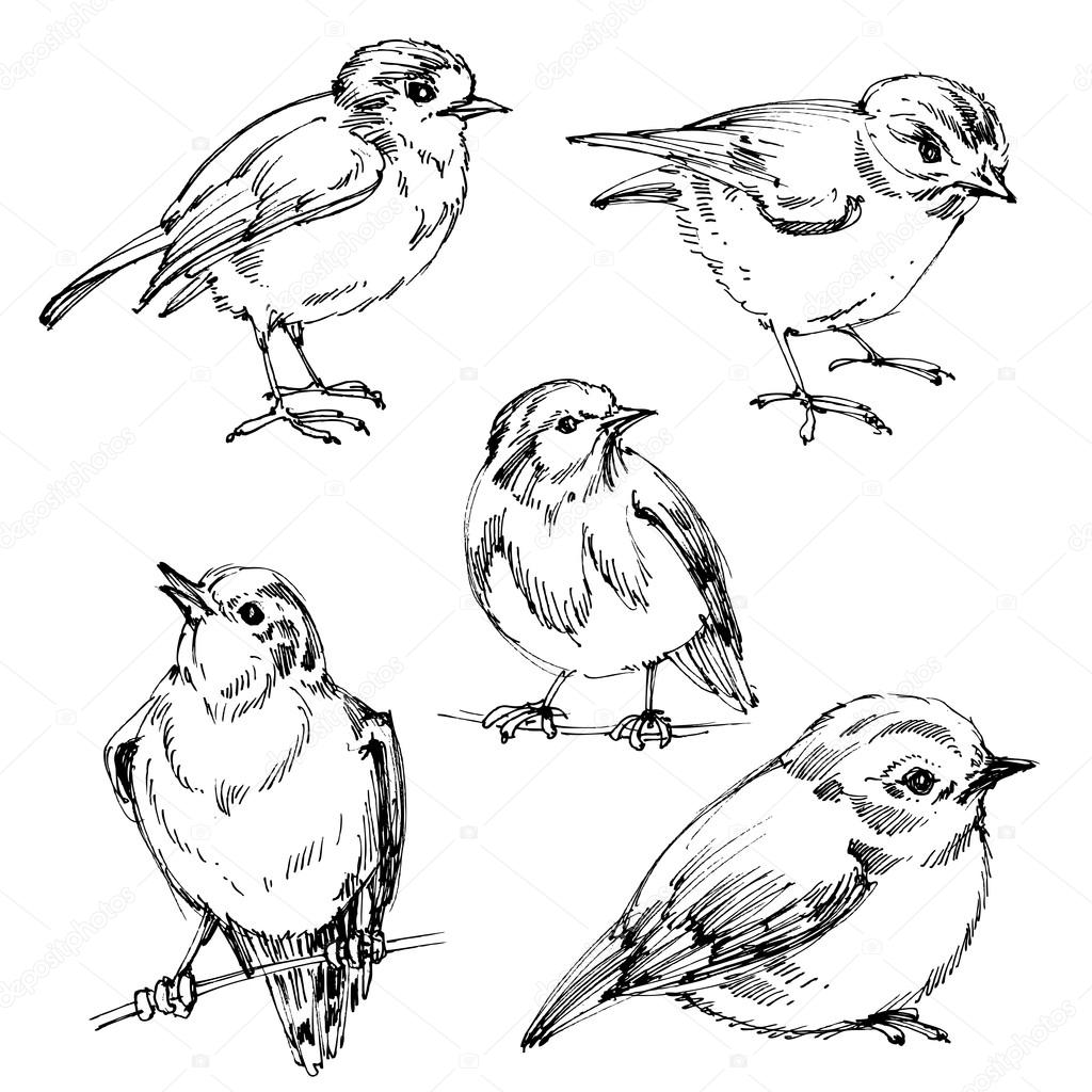 1024x1024 Birds Set. Hand Drawn Cute Birds, Black Outlines For Coloring