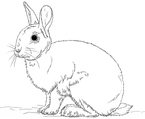480x394 Cute Bunny Rabbit Coloring Page Free Printable Coloring Pages