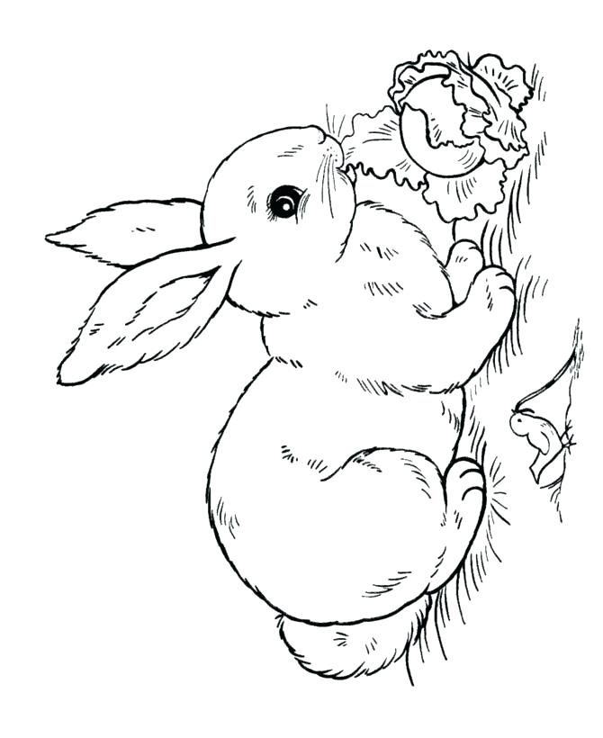 670x820 Peter Rabbit Coloring Book And Bunny Rabbit Coloring Pages Bunny