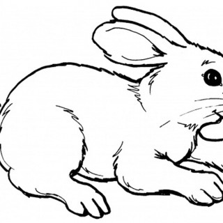 320x320 Tag For How To Draw A Really Cute Bunny Cute Bunny Drawing How