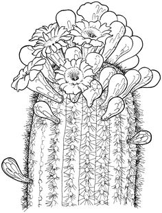 236x310 Printable Coloring Sheets Cactus Mike Folkerth