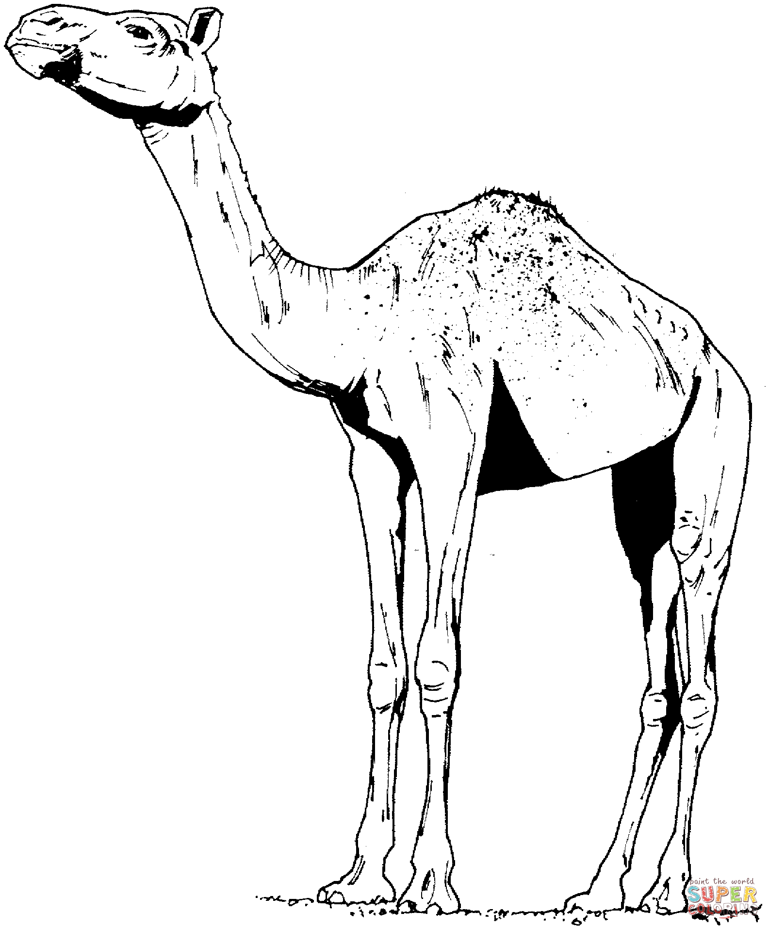 1585x1915 Camels Coloring Pages Free Coloring Pages