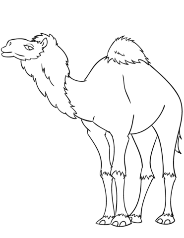 371x480 Cartoon Dromedary Camel Coloring Page Free Printable Coloring Pages