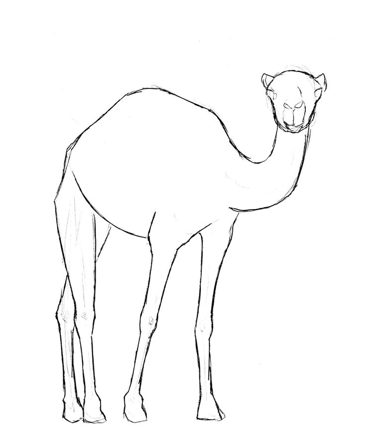 736x878 32 Best Camels