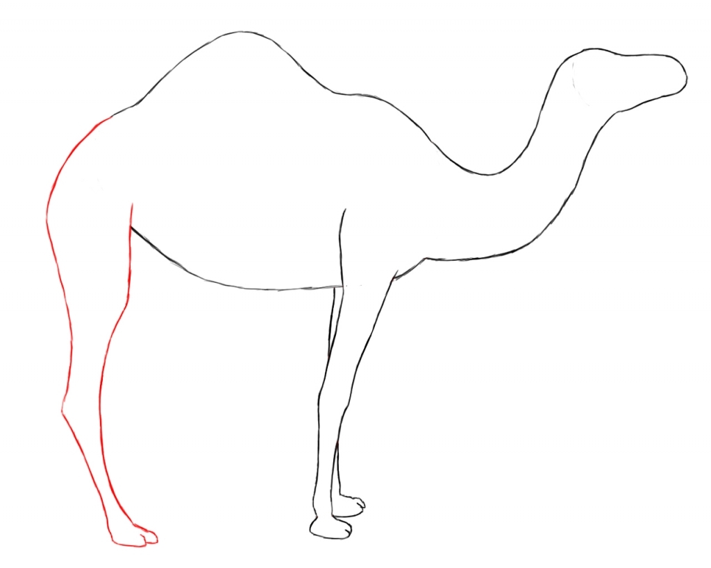 1024x819 How To Draw A Camel