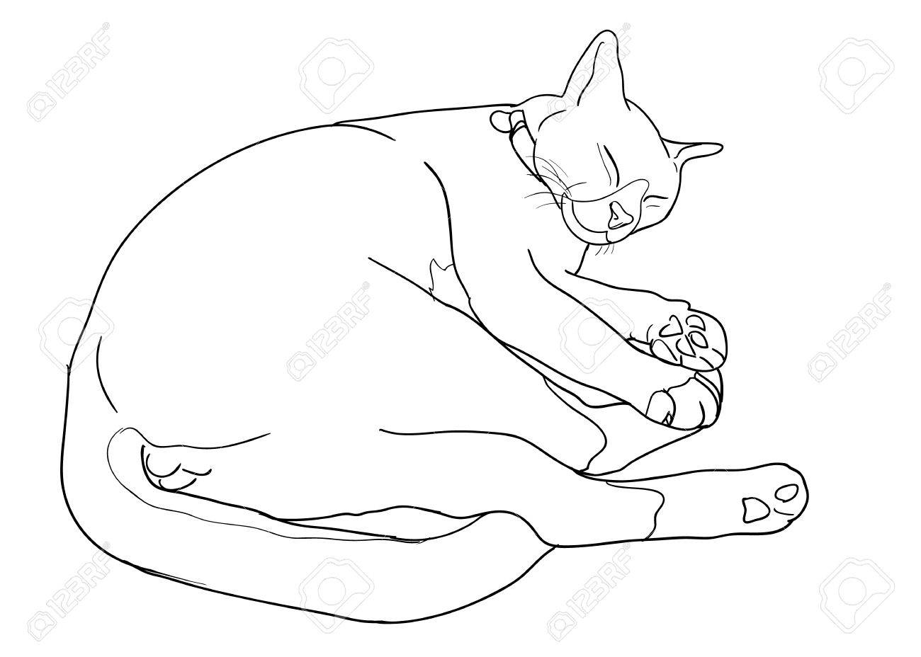 1300x928 Drawing Of Sleeping Cute Cat. Royalty Free Cliparts, Vectors,
