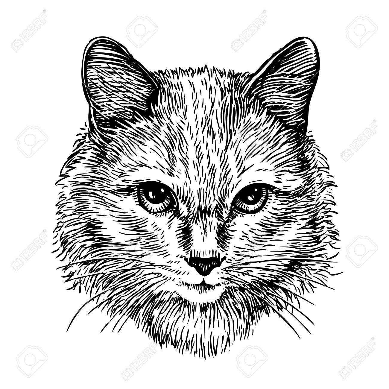 1300x1300 Hand Drawn Portrait Of Cute Cat, Sketch. Art Vector Illustration