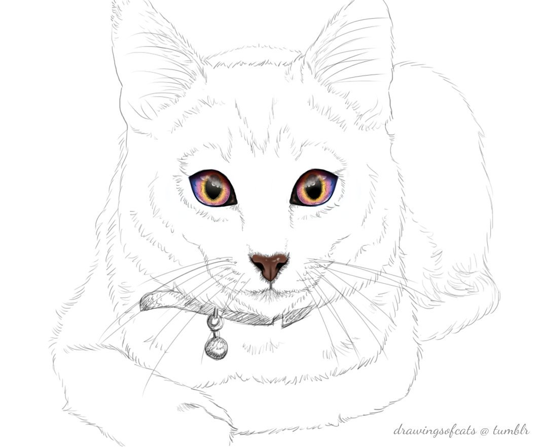 1063x881 Drawings Of Cats (@drawingsofcats) Twitter