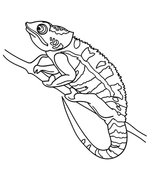 600x777 Chameleon Coloring Pages