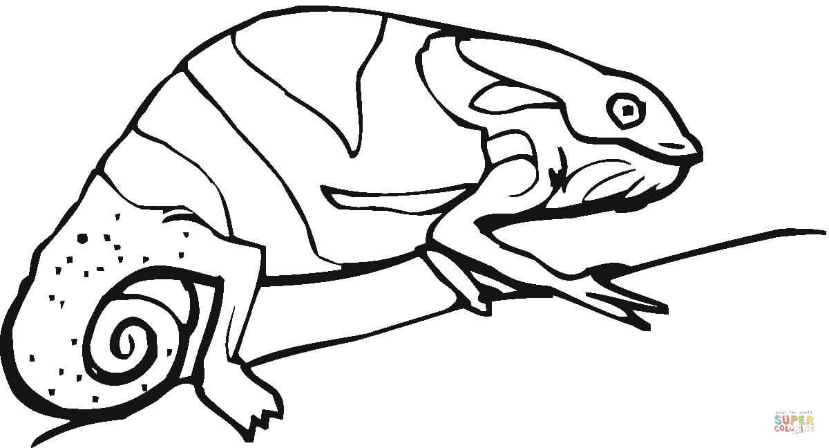 1200x648 Chameleon On The Tree Coloring Page Free Printable Coloring Pages