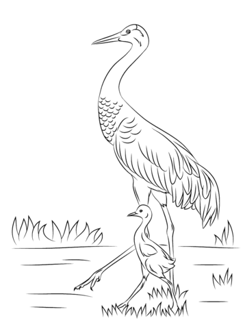 358x480 Sandhill Crane With Cute Baby Chick Coloring Page Free Printable