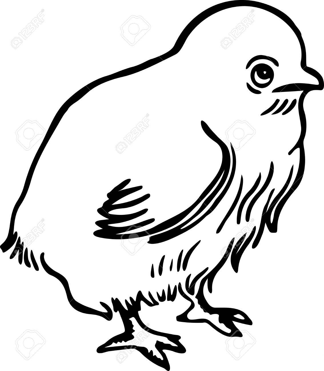 1134x1300 Simple Black And White Line Drawing Of A Cute Little Chick Stock