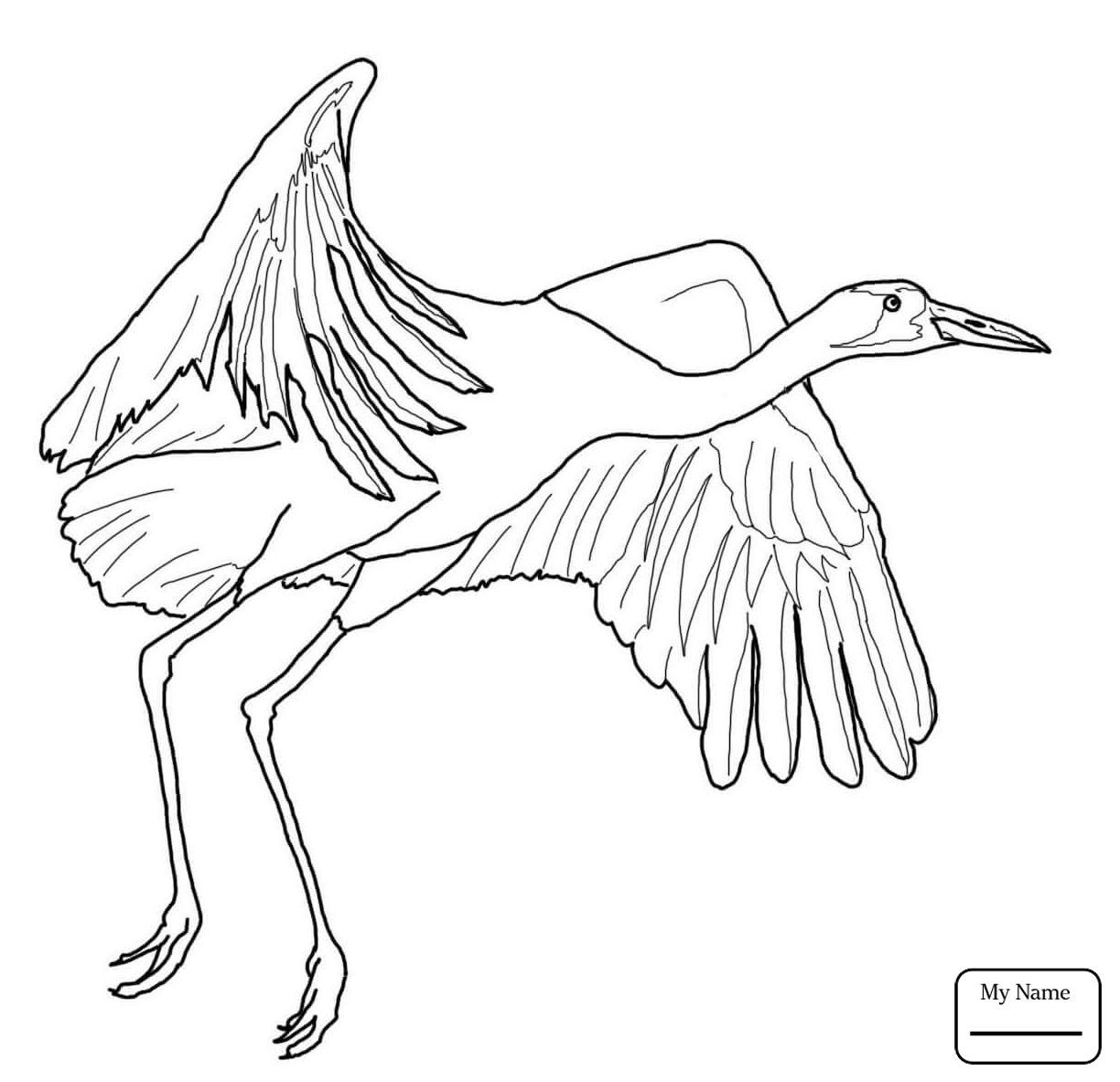 1224x1183 Coloring Pages For Kids Sandhill Crane With Cute Chick Birds