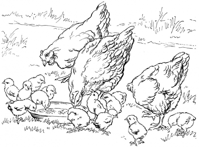 700x517 Cute Chicken Coloring Pages Bebo Pandco