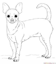 236x269 Drawn Chihuahua Draw