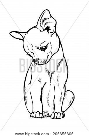 306x470 Portrait Chihuahua Dog, Cute Vector Amp Photo Bigstock