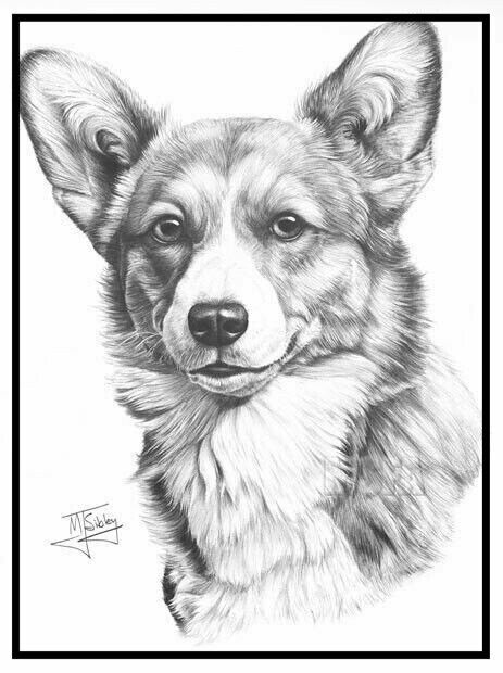 463x620 52 Best Pembroke Welsh Corgis ( Cute !!! ) Images