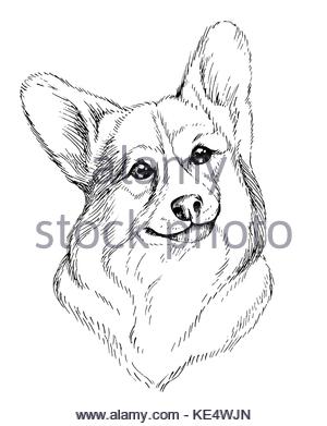 300x391 Pembroke Welsh Corgi Vector Hand Drawing Illustration In Different