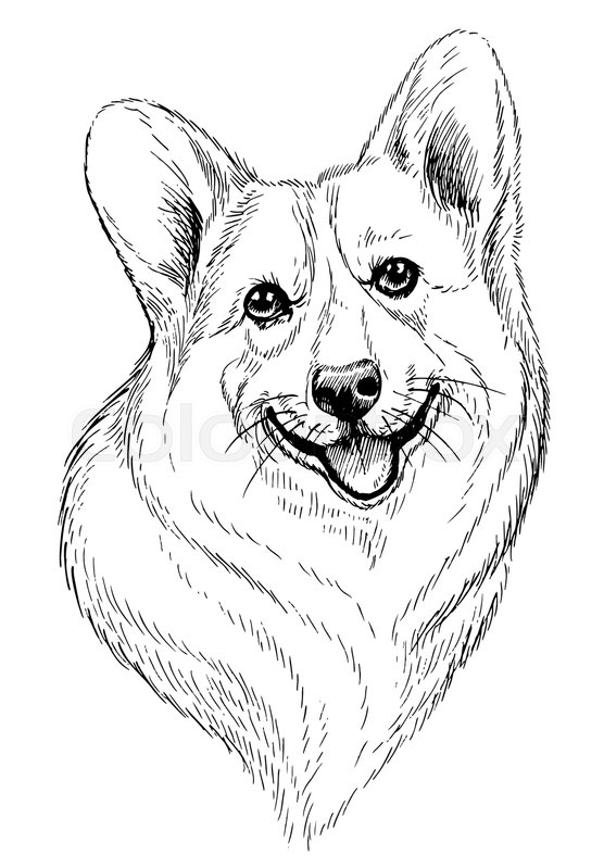 556x799 Vector Hand Drawn Sketch Portrait Of Welsh Corgi Pembroke Hand