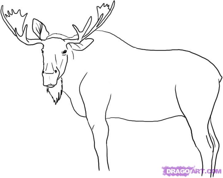 725x581 Cute Baby Animals To Draw Step By Step Deer Archives Drawing Art