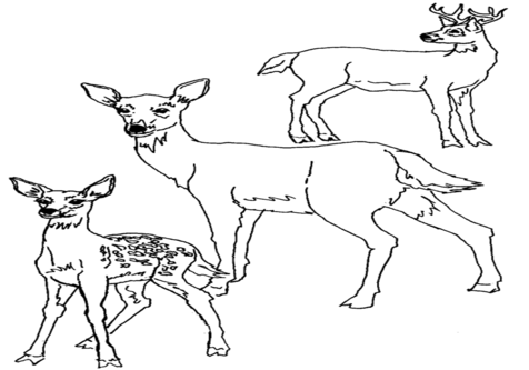 476x333 Baby Deer Coloring Pages Page Image Clipart Images