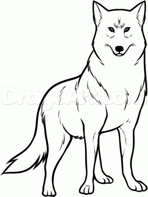 507x675 Drawing Snarling Wolf Drawing Easy Plus Wolf Drawing Easy Anime
