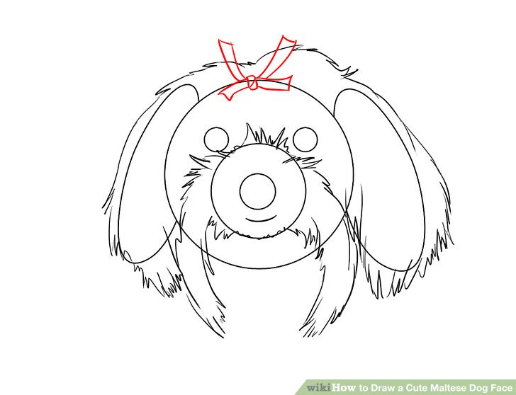 728x558 How To Draw A Cute Maltese Dog Face 12 Steps (With Pictures)